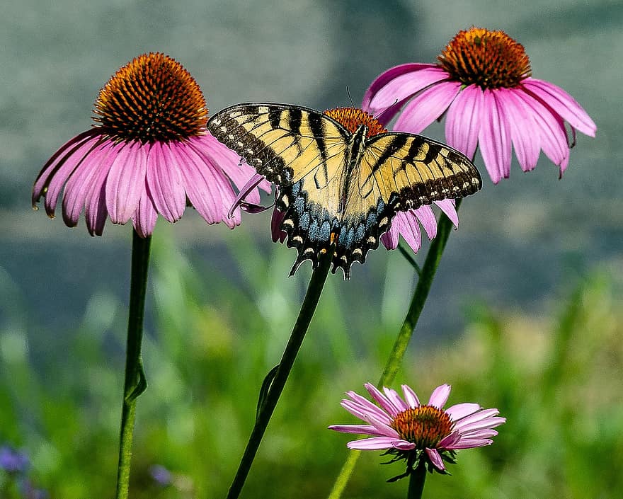 borboleta, rabo de andorinha, asas, flores, pólen, polinização