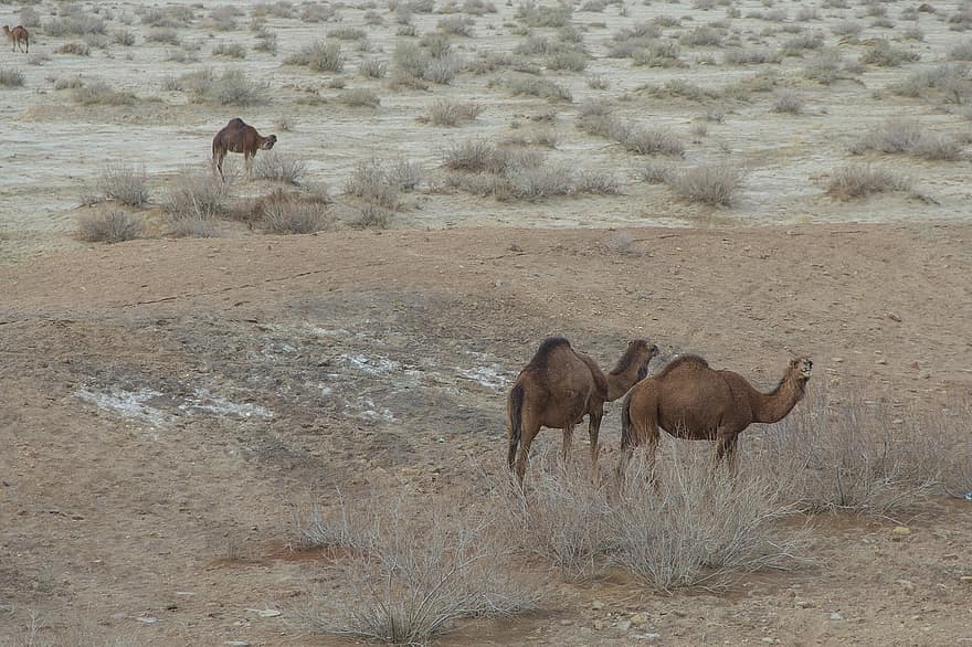 kameler, kavir nationalpark, iran, dyr, natur