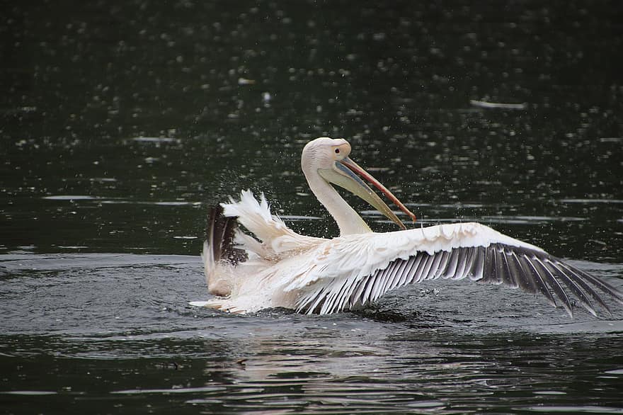 pelican, pasăre, lac, flapping, Wader, păsări de apă, păsări acvatice, animal, animale sălbatice, aripi, cioc