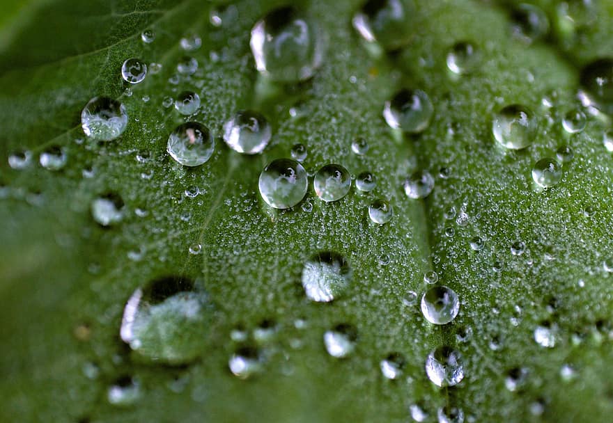 Drip, Leaf, Nature, Drop Of Water, Close Up, Macro, Background, Wet