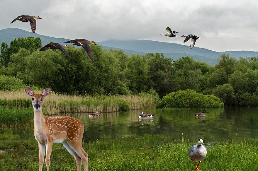 животни, езерце, гора, елен, патици, гъски, птици, летене, водни птици, дивата природа, тръстика