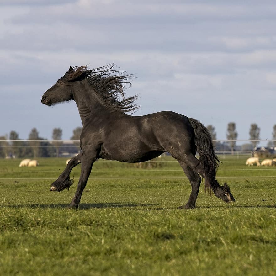 zirgs, friesa zirgs, galops, paddock, zāli, saimniecība, ganības, krēpes, melni krēsli, melns zirgs, zirgu dzimtas dzīvnieki