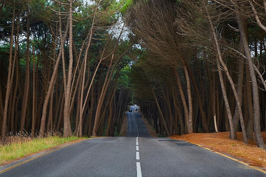 الطريق ، الطريق السريع ، طريق ، مسار ، غابة ، الأشجار ، المناظر الطبيعيه