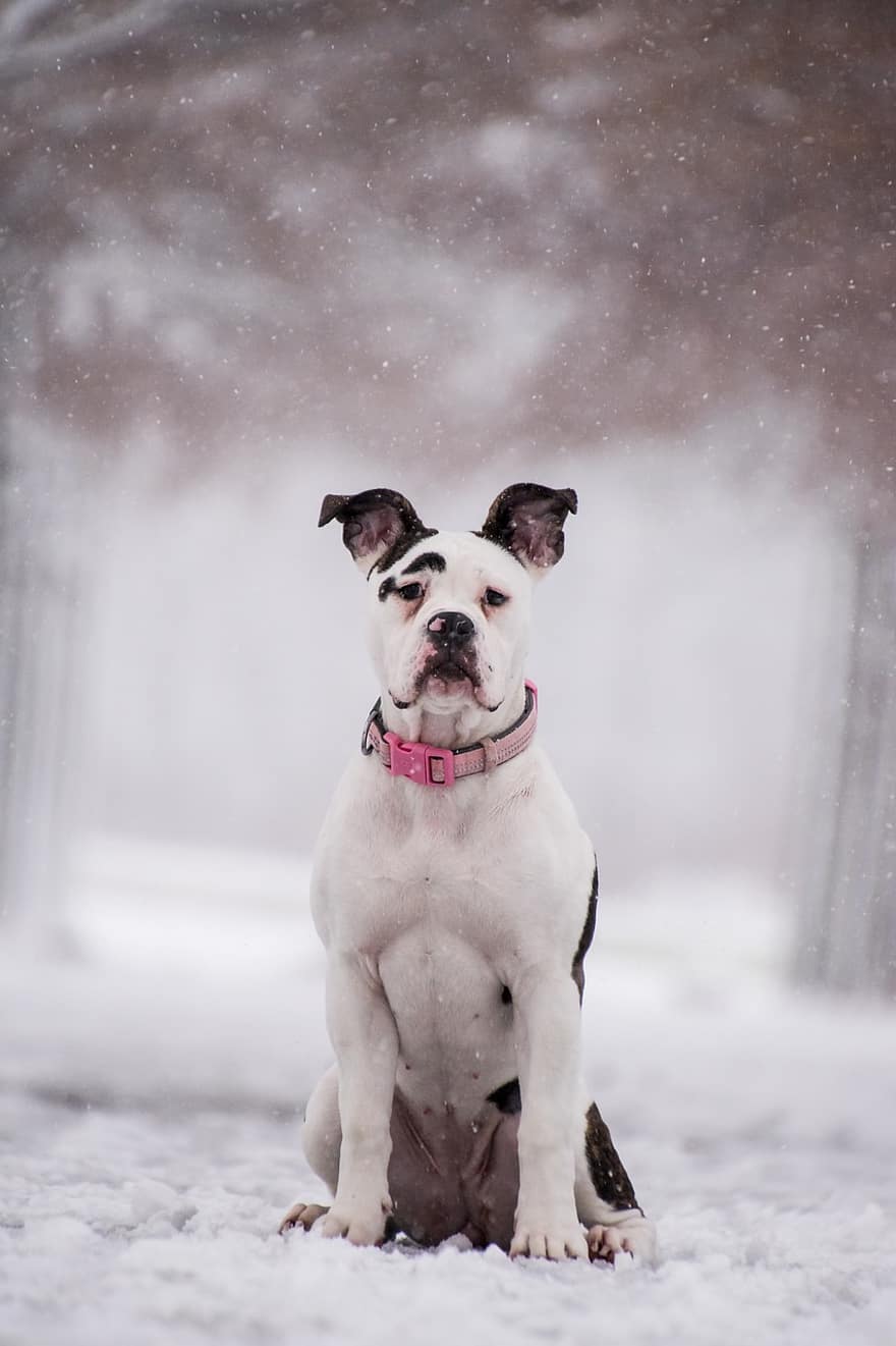 nyrkkeilijä, koira, lumi, lumisade, lemmikki-, eläin, kotimainen koira, koiran-, nisäkäs, söpö, istuva