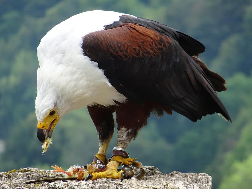 Adler, Raptor, Bird Of Prey, Eat, Bird, Bird Waiting, African Fish Eagle, African Fish Eagles, Osprey, White Tailed Eagle, Africa
