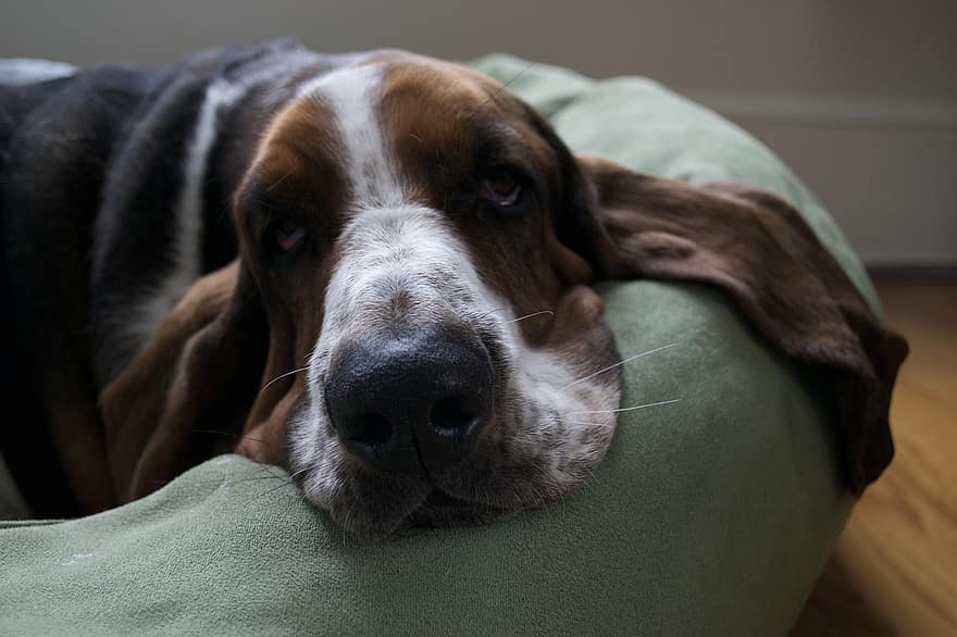 Basset Hound, Dog, Rest, Lazy, Face, Snout, Pet, Animal, Domestic Dog, Canine, Mammal