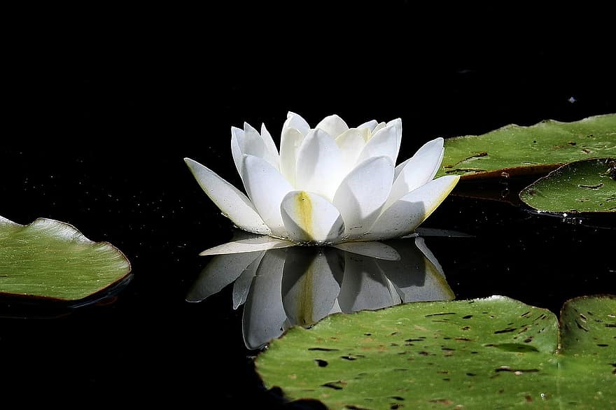 Lilia wodna, kwiat, postać, wiosna, jezioro, Natura