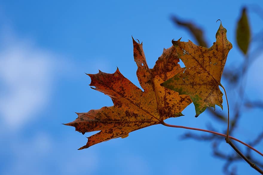 осінь, листя, осінні листки, осіннє листя, осінні кольори, осінній сезон, опале листя, листя апельсина, помаранчеве листя, ліс, лист