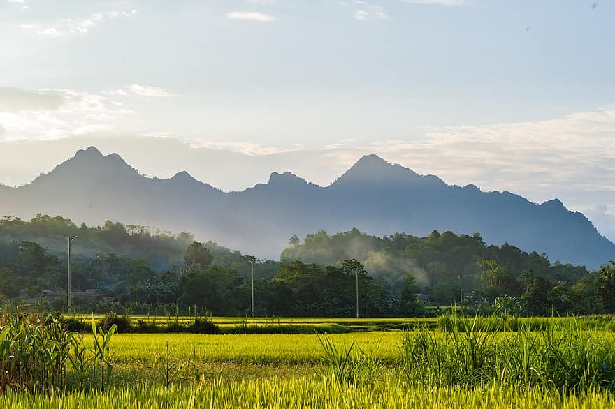 rizsföld, Dong hegy, természet, tájkép, vidéki táj, hegy, fű, nyári, rét, tanya, zöld szín
