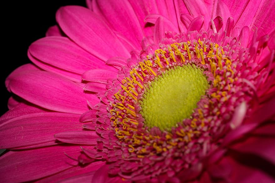 Daisy, Flower, Pink Flowers, Petals, Pink Petals, Bloom, Blossom, Flora, Plant, Nature, close-up