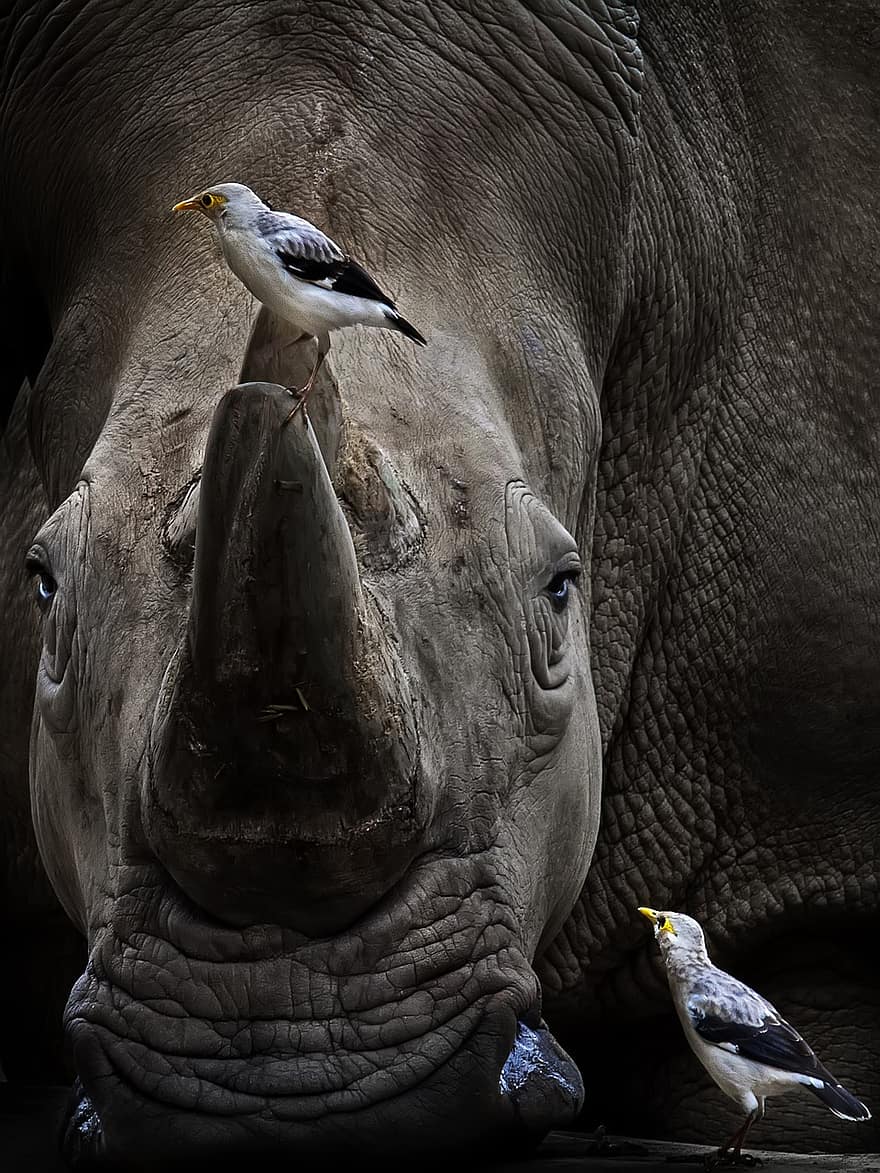 Rhino, Birds, Nature, Animals, Safari, Mammal, Avian, Horn, Rhinoceros, Zoo