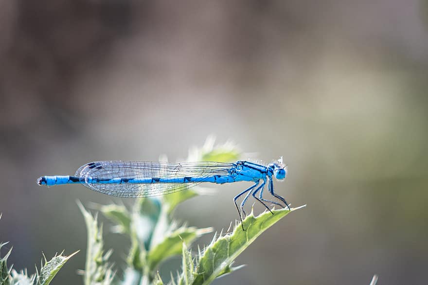 Insect, Dragonfly, Entomology, Species, Wings, Macro, Nature, Wildlife, close-up, blue, summer