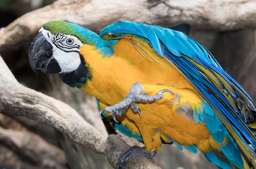 putns, papagailis, ornitoloģija, sugas, fauna, putni, daudzkrāsains, zils, knābis, spalvu, dzeltens