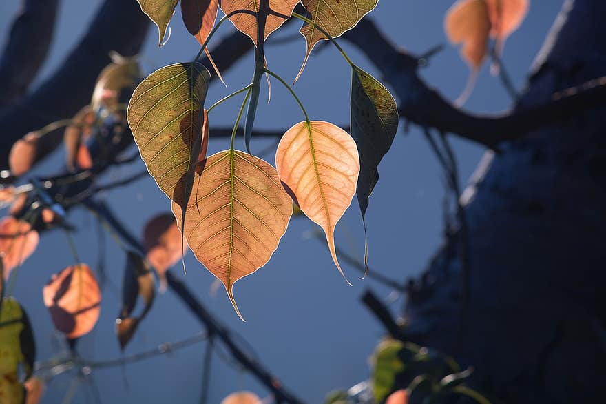 Bo Leaf, albero di bodhi, fogliame, Sri Lanka, albero peepal, ficus religiosa, fico sacro