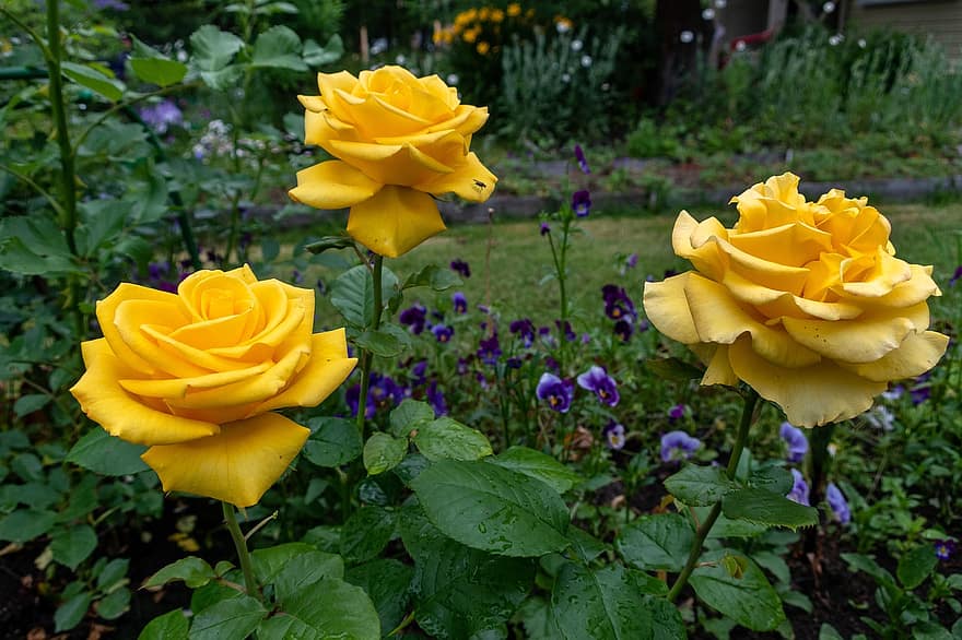 róże, kwiaty, płatki, Natura, kolorowy, żółty, ogród z kwiatami, zapach, kwiat, relacja na żywo, szczęście