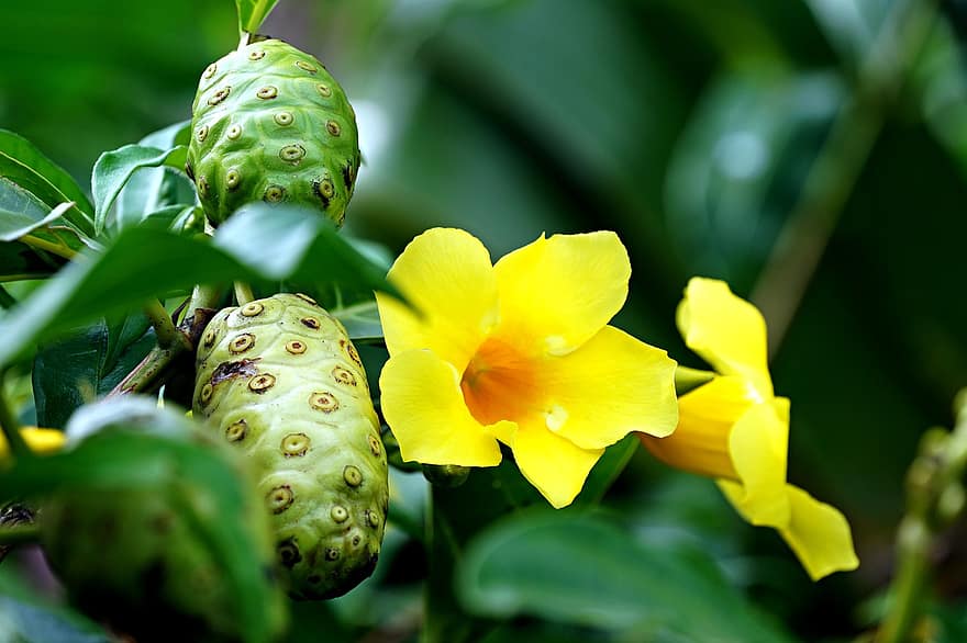 allamandas, las flores, Flores amarillas, pétalos, pétalos amarillos, floración, flor, flora, planta