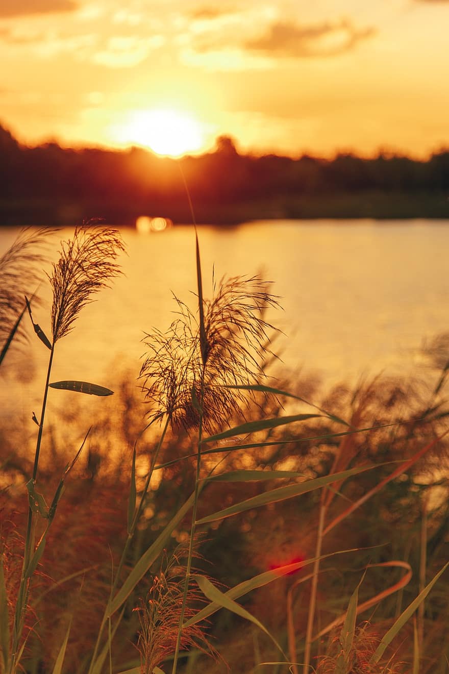 Sunset, Plant, Lake, Grass, Prairie, Sunshine, Cloud, Sky, Wallpaper, Background, Reed
