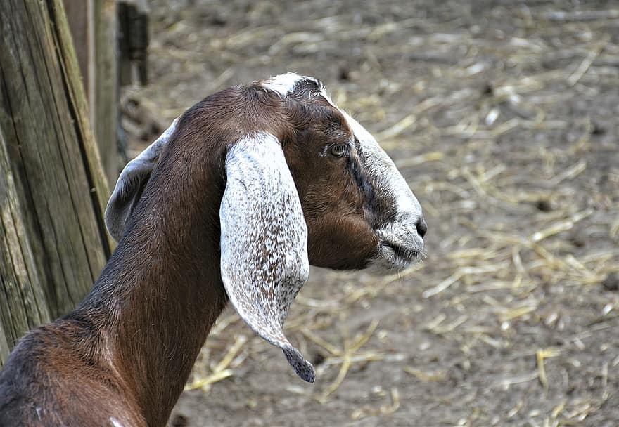 Goat, Boer Goat, Livestock, Ears, Mammal, Head, Agriculture, Portrait, Close Up, Animal World, Herd Animal