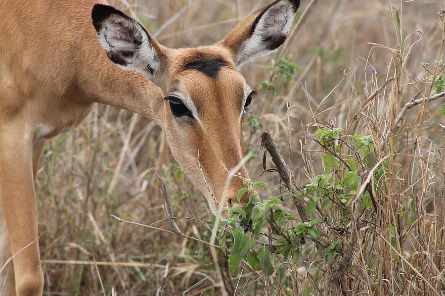 tanzania, serengeti, Châu phi, safari, động vật hoang dã, thú vật, thảo nguyên, Thiên nhiên, hoang dã, động vật có vú
