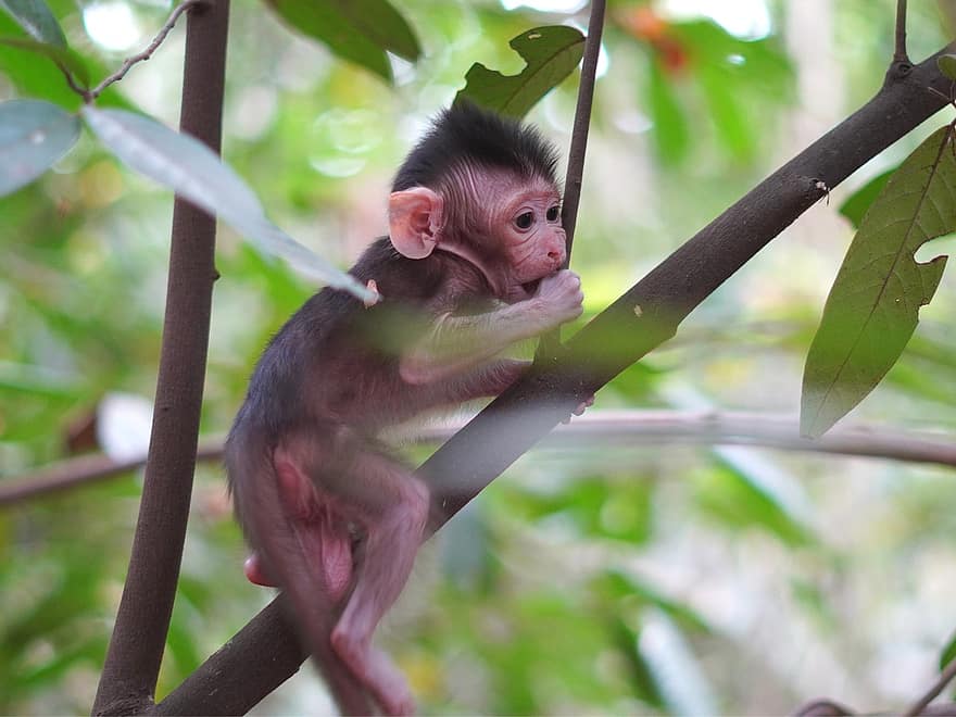 mono, bebe mono, animal, primate, bebé animal, fauna silvestre, bosque tropical, animales en la naturaleza, linda, bosque, de cerca