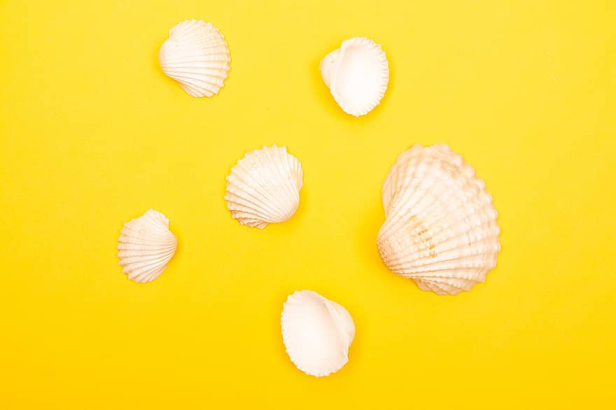 Seashells, Marine, Background, Summer, Beach, Tropical, Vacation, close-up, backgrounds, collection, pattern