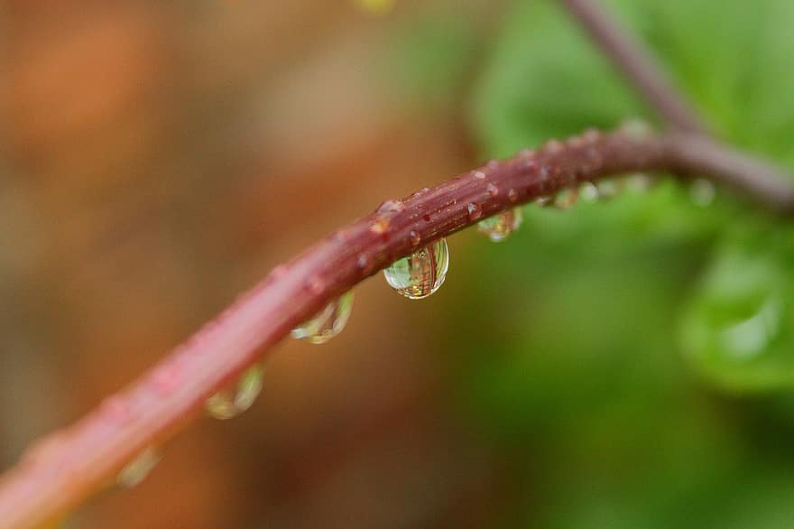 Rain, Water, Nature, Droplets, Garden, Spring, Growth