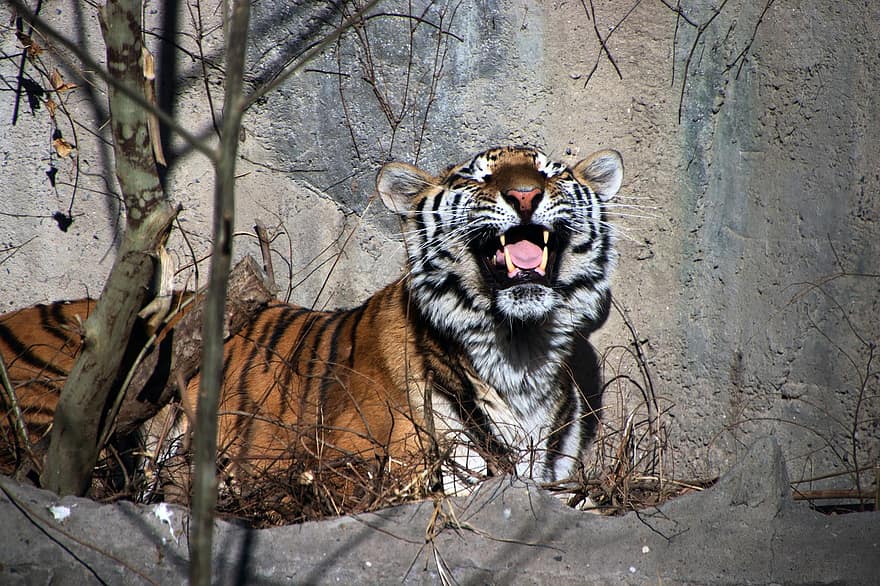 tygr, zvíře, zoo, velká kočka, pruhy, Kočkovitý, savec, Příroda, volně žijících živočichů, fotografování divoké zvěře, fauna