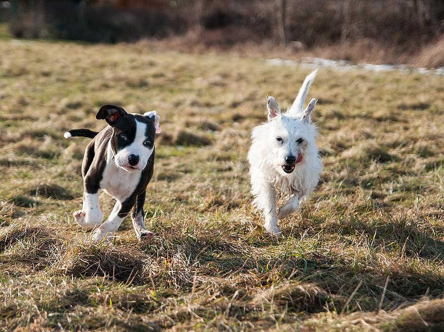gossos, cadells, amstaff, American Staffordshire terrier, parson russel terrier, juganer, corrent, gossos juganers, gossos en curs, a l'aire lliure, naturalesa