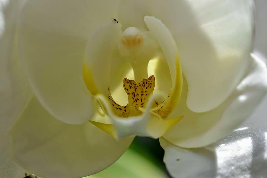 orkide, blomma, vit blomma, kronblad, vita kronblad, natur, växt, flora, närbild, blomhuvud, blad