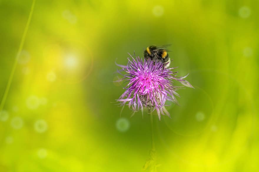Bee, Insect, Pollinate, Pollination, Flower, Winged Insect, Wings, Nature, Hymenoptera, Entomology, Macro
