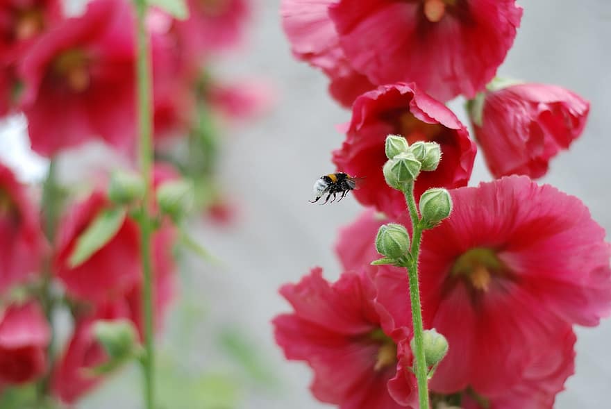ชื่อพันธุ์ไม้ดอกชนิดหนึ่ง, bumblebee, การผสมเกสรดอกไม้, แมโคร, สวน, ดอกไม้สีชมพู, ดอกไม้, สวีเดน