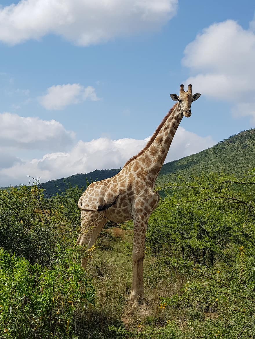 жирафа, живая природа, Pilanesberg, Африка, сафари, животное, природа, пейзаж, пустыня, саванна, Южная Африка