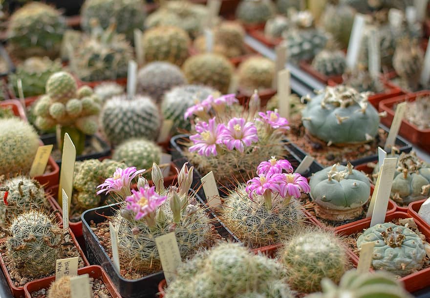 kaktus, saftige, planter, blade, blomstre, flora, gryder, flor, torne, plante, blomst
