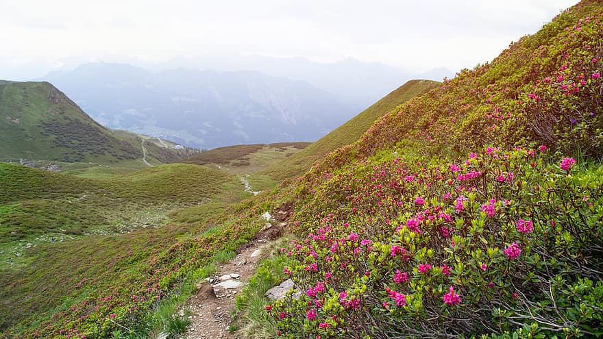 pļavas, azālija, kalnu, Šveice, alpi, ceļš, taka, ziedi, ziedu pļava, laukus, kalni