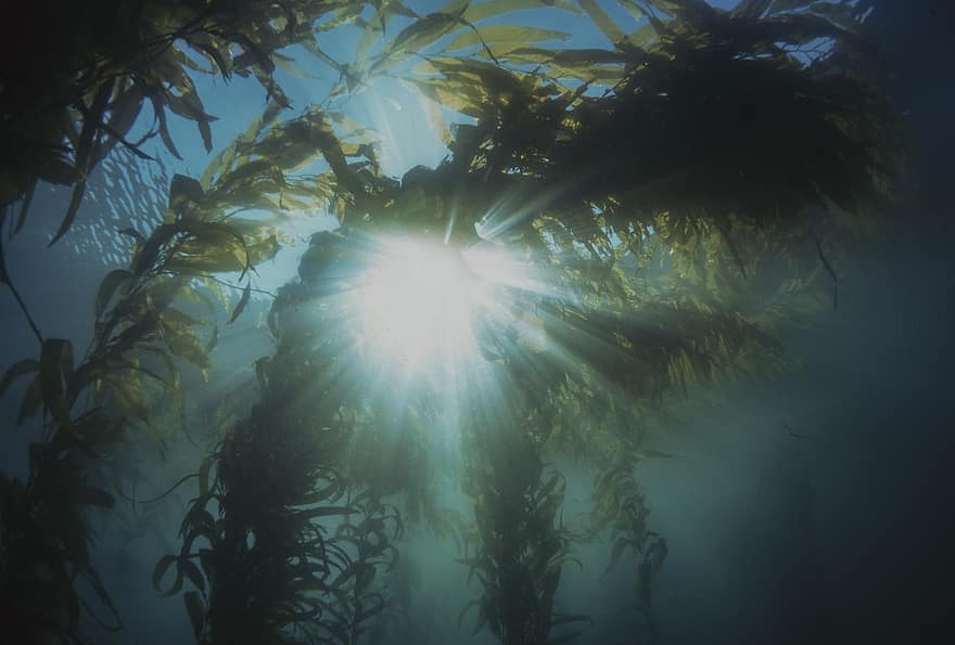 kelp, tång, vattenväxter, alger, ljus, ljusstrålar, under vattnet, växt, vatten, hav, fisk