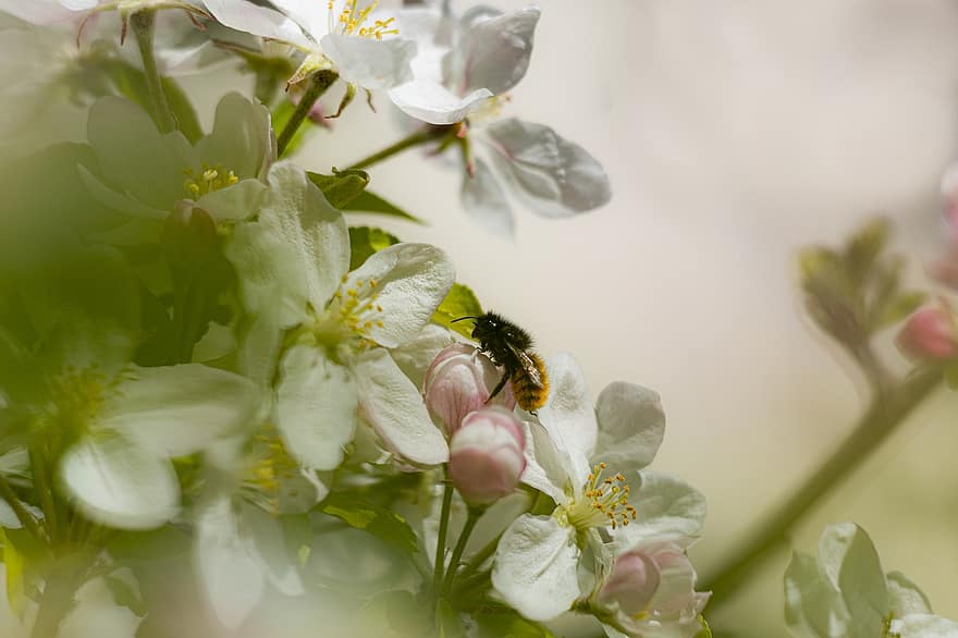 con ong, côn trùng, thụ phấn, bông hoa, Côn trùng cánh, cánh, Thiên nhiên, hymenoptera, côn trùng học, cận cảnh, mùa xuân