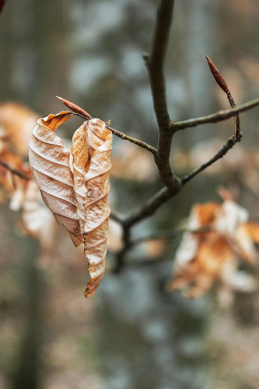 Leaves, Branch, Withered, Dried Leaves, Dry Leaves, Brown Leaves, Plant, Forest, Nature, Closeup, Ast