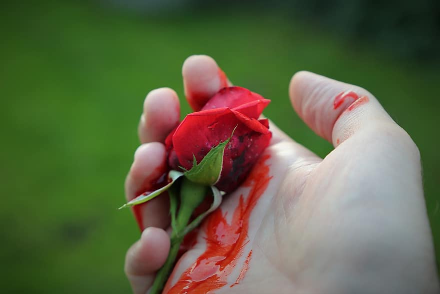 Kruvinoji rožė, ranka, gilios emocijos, liūdnas, tragedija, liūdesys, siaubas, kraujo, prisiminti, Aksominė rožė, dirbtinis kraujas