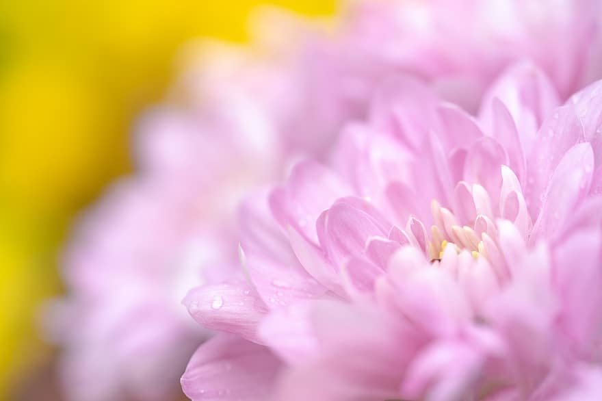 krysantemum, blomst, rosa blomst, rosa petals, petals, blomstre, hage, flora, anlegg, natur, nærbilde