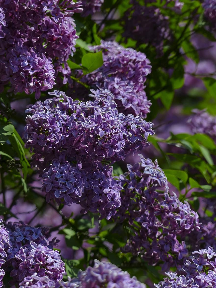 Lilacs, Flowers, Purple, Purple Flowers, Petals, Purple Petals, Bloom, Blossom, Flora, Floriculture, Horticulture