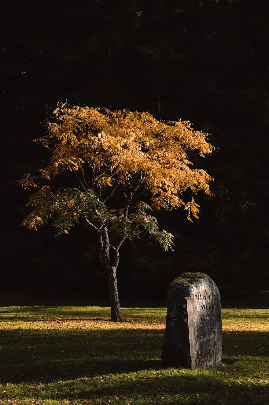 tumba, árbol, otoño, lápida sepulcral, cementerio, paisaje, al aire libre, puesta de sol