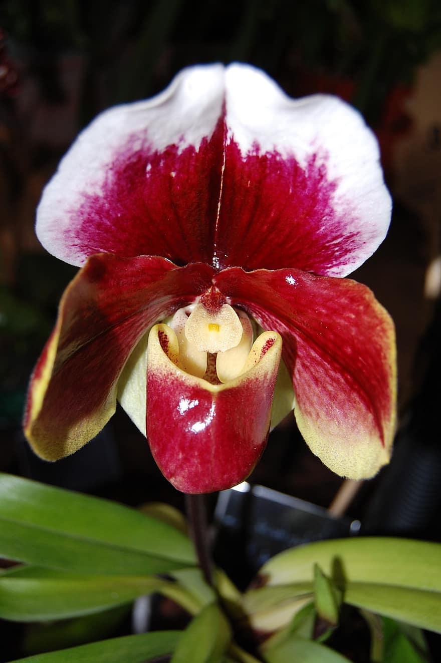 flor, orquídea, phalaenopsis, Flor