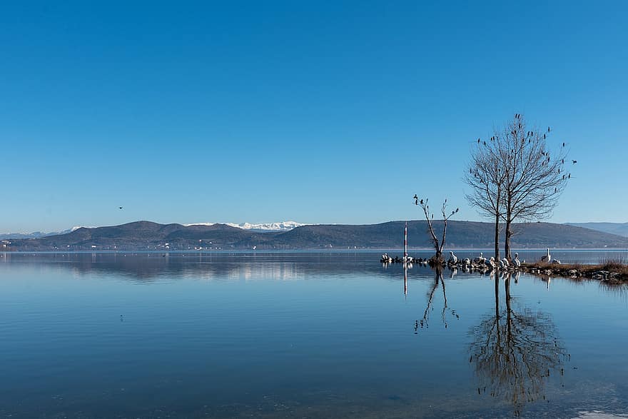lago, uccelli, natura, montagne, albero, arroccato, in riva al lago, inverno, freddo, panoramico, Kastoria