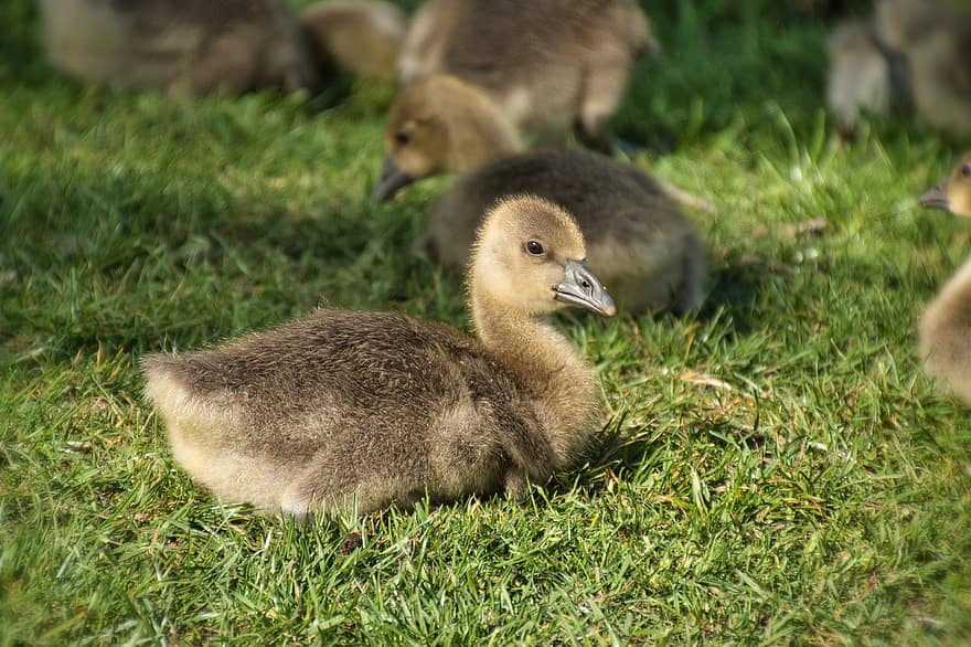 Canada Goose, Goslings, gjess, gress, eng, dyreliv, waterfowls, nebb, and, søt, ungt dyr