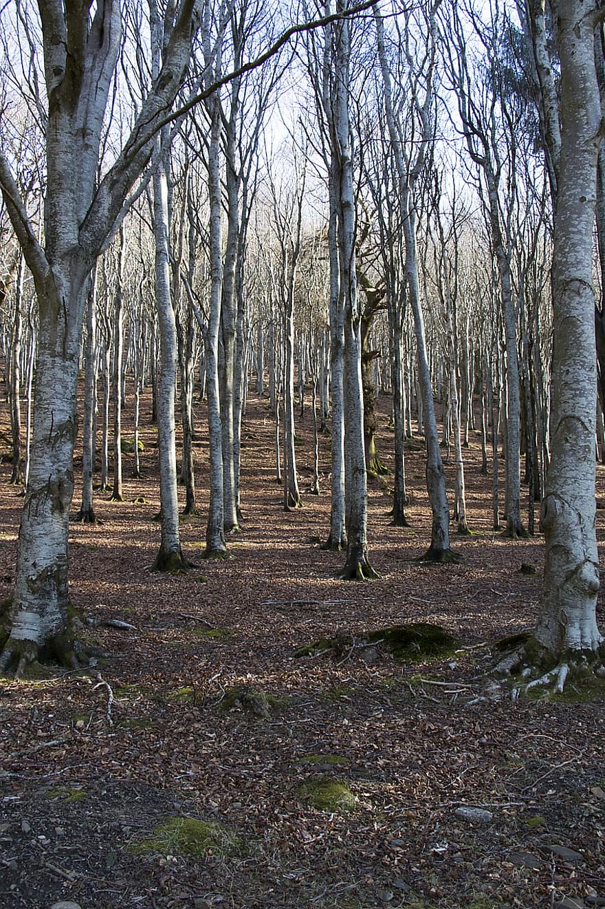 floresta, arvores, luz solar, árvores nuas, madeiras, região selvagem, panorama, natureza, Wicklow, Irlanda