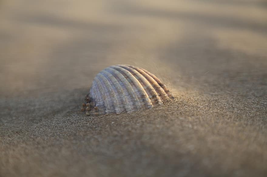 shell, moře, oceán, pláž, písek, letní, Příroda, námořní, Dovolená, boční, Paměť