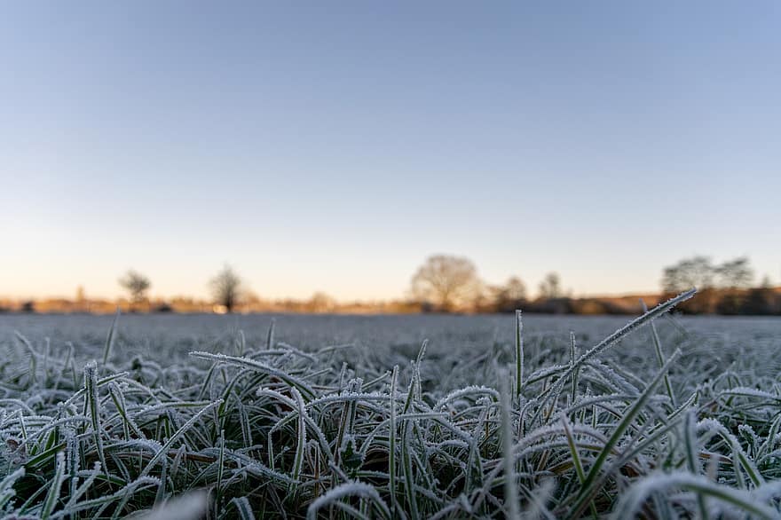iarbă, îngheţ, iarnă, rece, îngheţat, gheaţă, bruma, dimineaţă, înghețat, starea de iarnă, geros