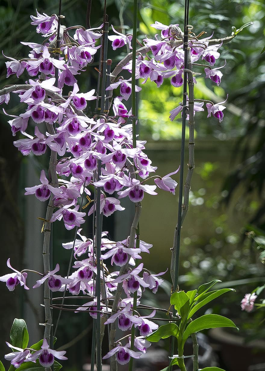 orkideat, kukat, orkidea kukat, kasvi, violetit terälehdet, luonto, kukinta, terälehdet, kukka, kasvisto, makro