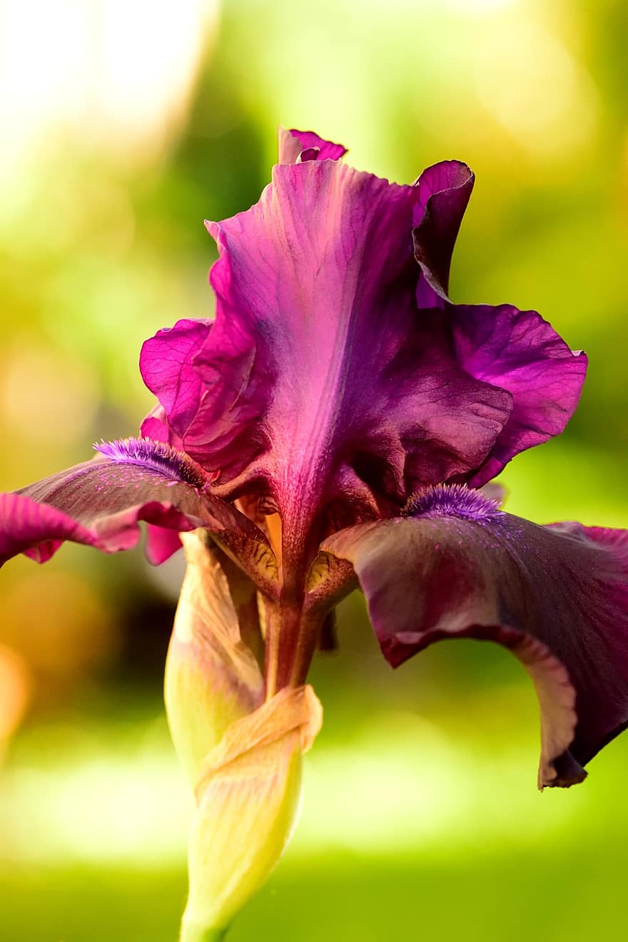 iris, fiore, pianta, petali, fiore viola, fioritura, fiorire, flora, natura, giardino