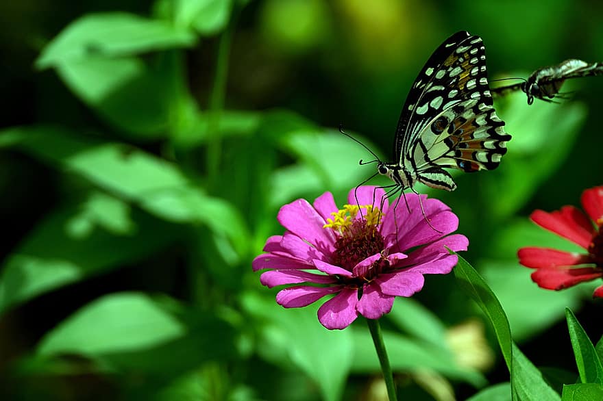 vápno motýl, motýl, květ, cínie, otakárek butterfly, hmyz, křídla, zinnia elegans, rostlina, detail, letní
